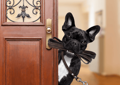 La marche toute simple avec son chien n’est pas très populaire !