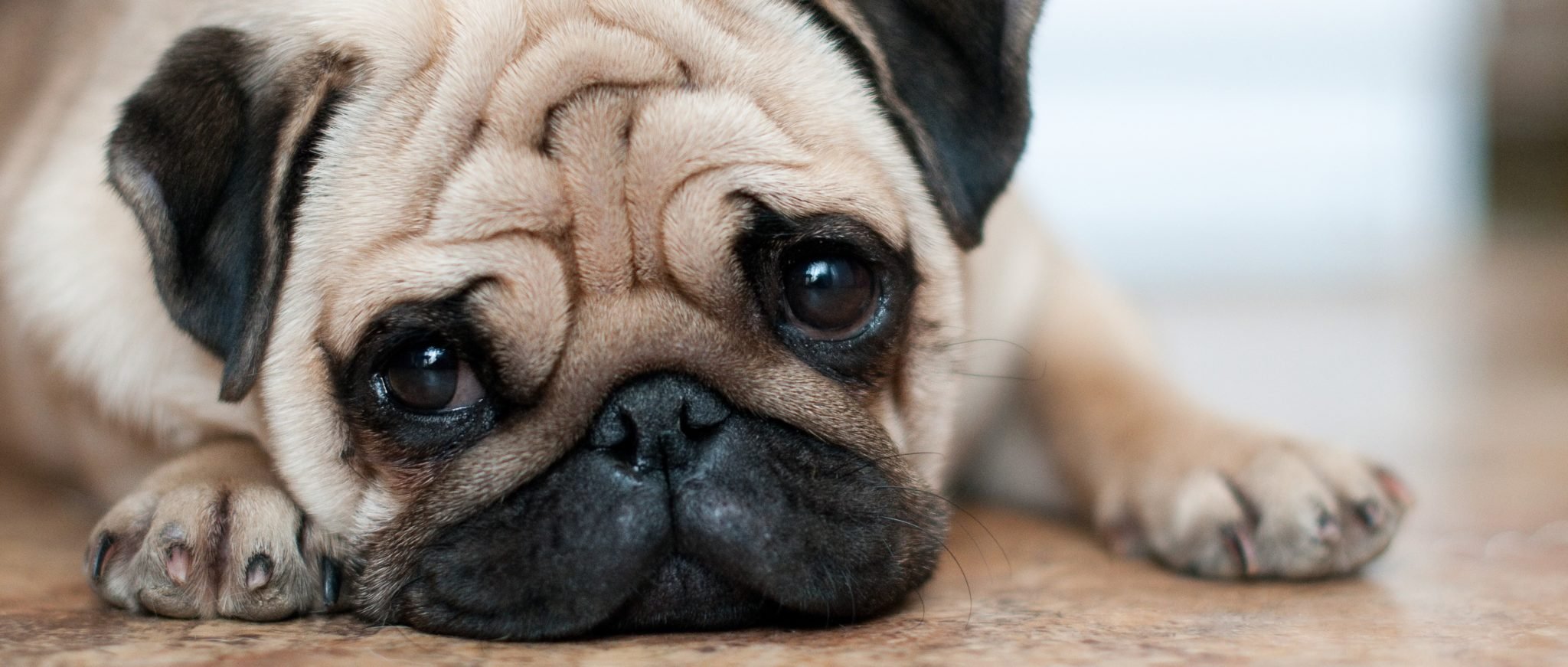 Surmonter l’abandon de son chien !