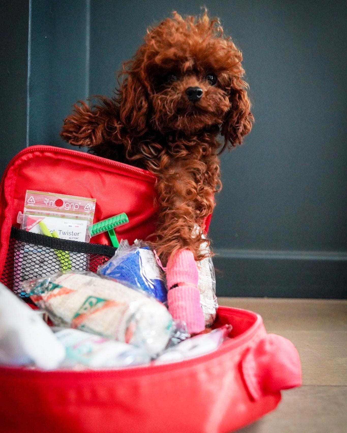 Vacances avec son chien : pourquoi une trousse de premiers secours mérite toujours une place dans vos bagages