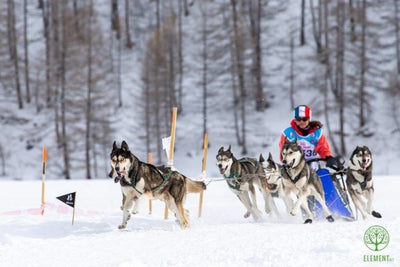 ELEMENT.vet partenaire de l’équipe vétérinaire de la LEKKAROD 2019 !