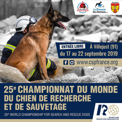 Championnat du monde de chien de recherche !