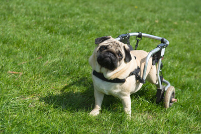 Surmonter le handicap des chiens avec les tri’Pattes !
