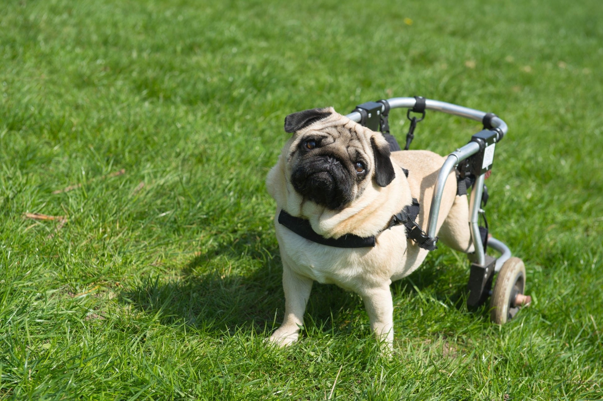 Surmonter le handicap des chiens avec les tri’Pattes !