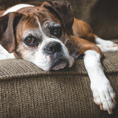 En Belgique, à l’hôpital de Mons, nos animaux de compagnie sont les bienvenus !