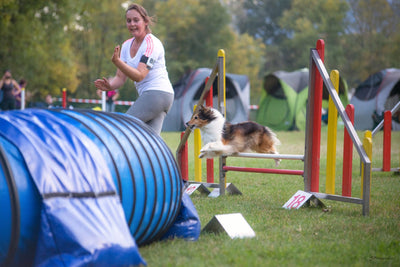 Championnat du Monde d’Agility en Finlande ! Tous derrière Pauline et Larse