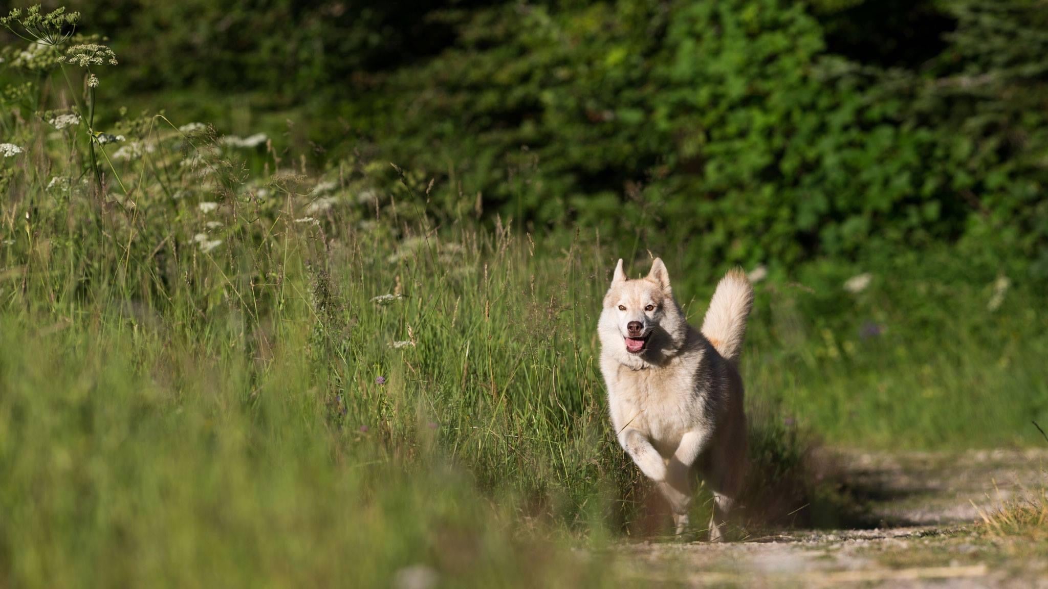 Le printemps chez ELEMENT VET
