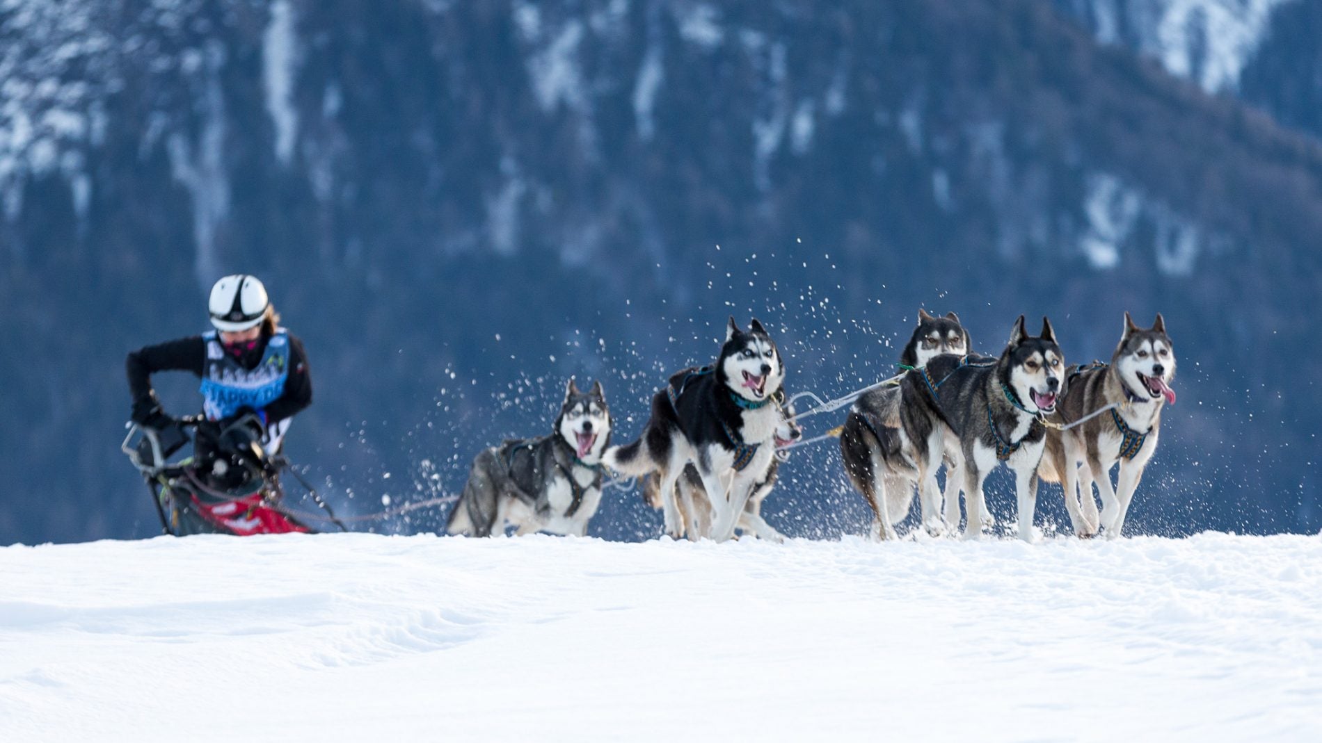 Le mushing du cœur avec La Lekkarod