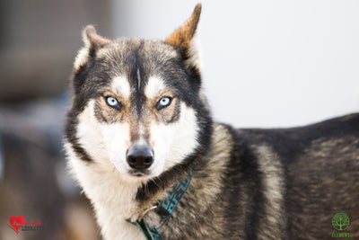 Abandonner son animal !