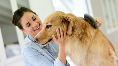 Mue printanière du chien : c’est parti !