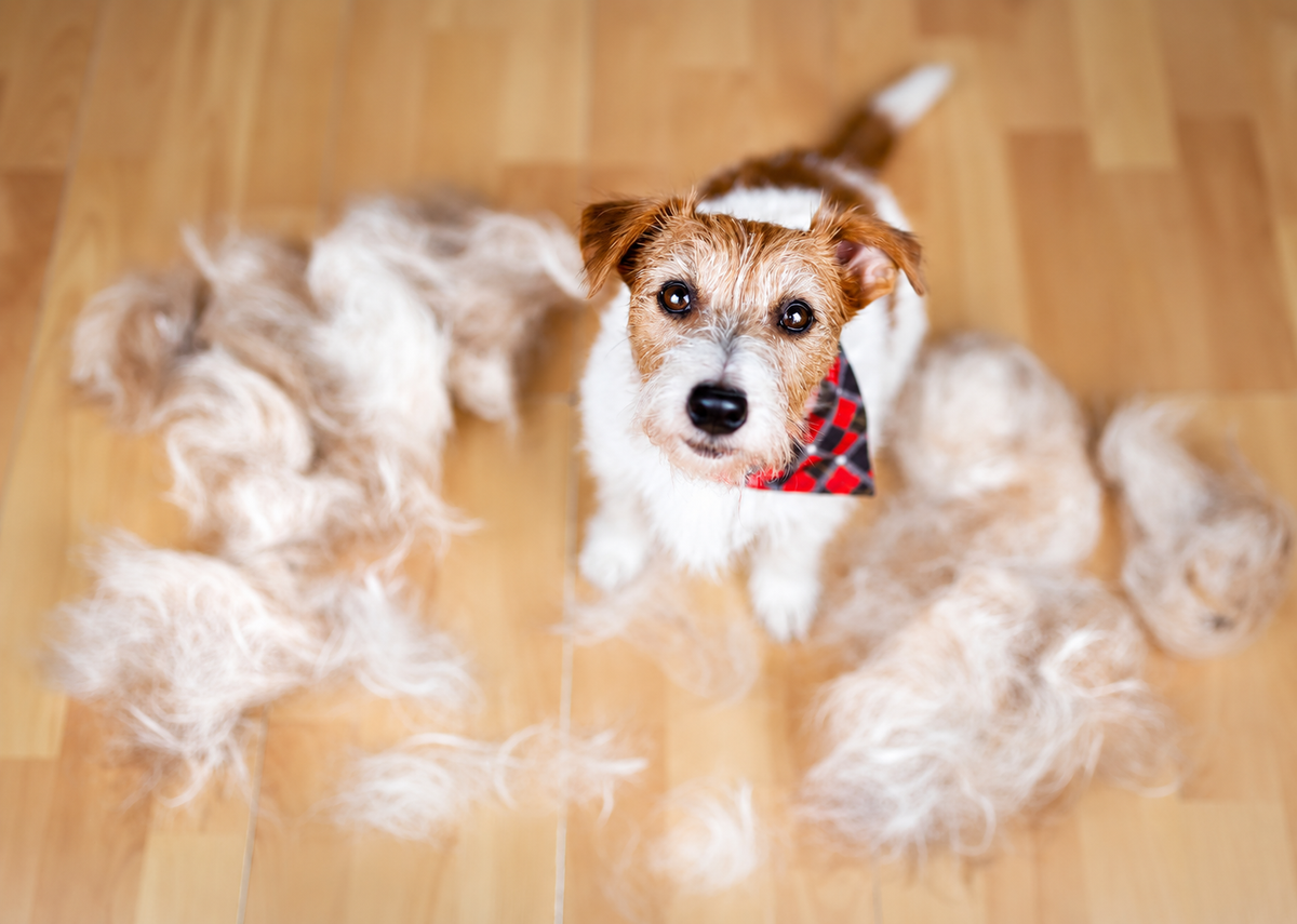 Poil du chien : que révèle son pelage sur sa santé ? Poil terne, sec, cassant, perte importante… Et si le pelage de votre chien vous en disait plus que vous ne le pensez ?
