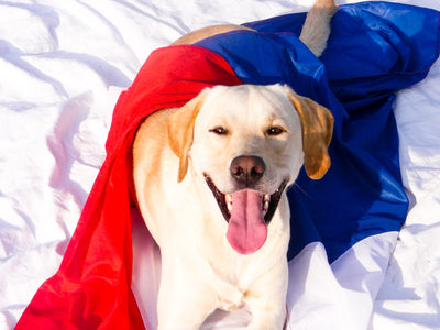 Présidentielles : pour qui va voter mon chien ?!