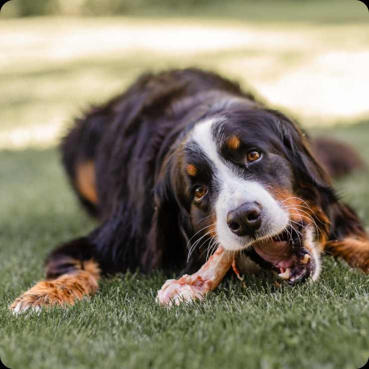 Les Bienfaits du Lactobacillus LB chez le Chien : Un Atout pour sa Santé Digestive et Immunitaire