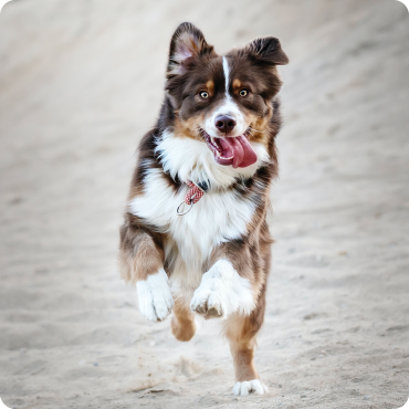 On continue de se battre pour le Bien-être animal !