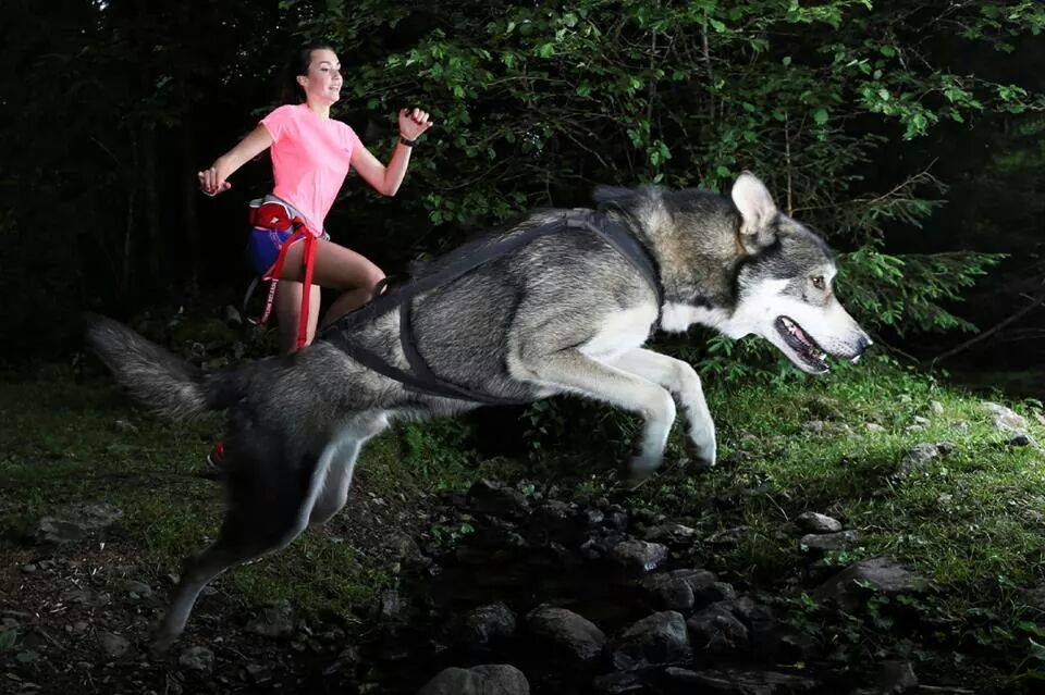 Husky en harnais de canicross qui bondit devant sa coureuse en baudrier