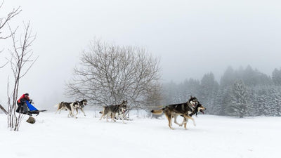 Le Team ELEMENT.vet Champion de France MID 6 chiens pure race 2018 !