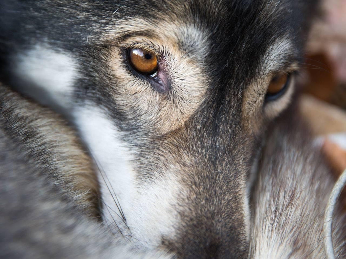 Regard d’un chien âgé au museau grisonnant