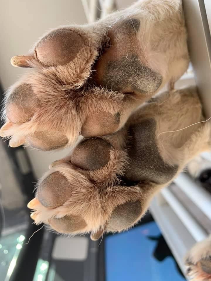 Prenez-vous soin de ses coussinets ?