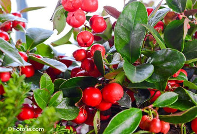 Joyeux Noël à tous !