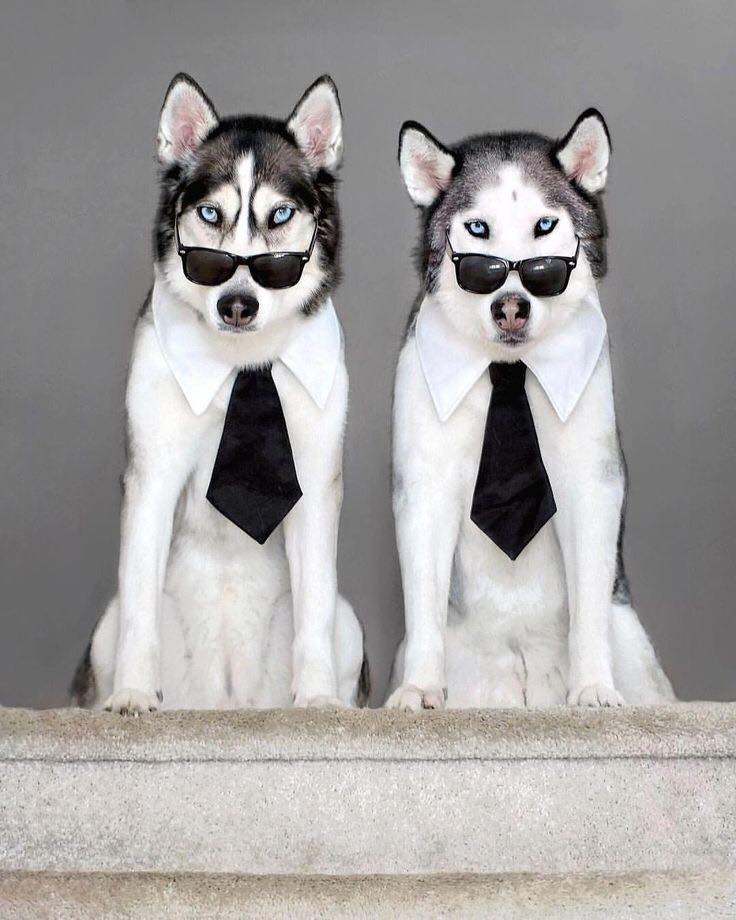 Recherche ANIMAL LOVER !!!