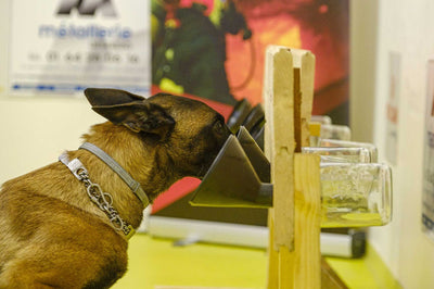 Soutenons Nosaïs et les chiens de détection du Covid-19