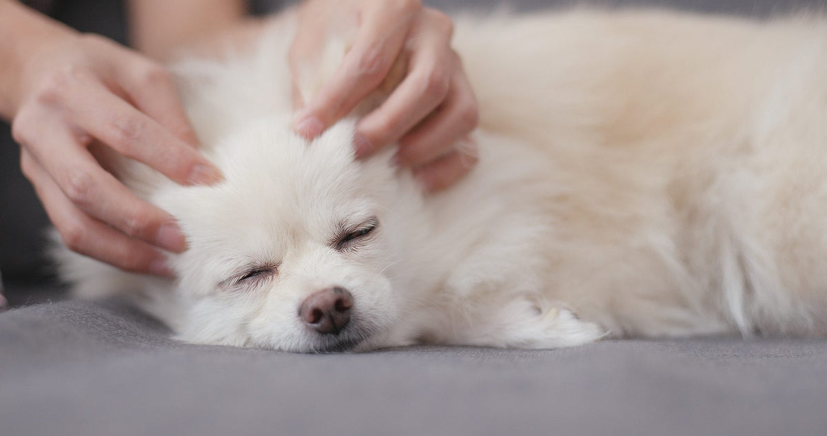 Comment masser son chien sans lui faire mal ?