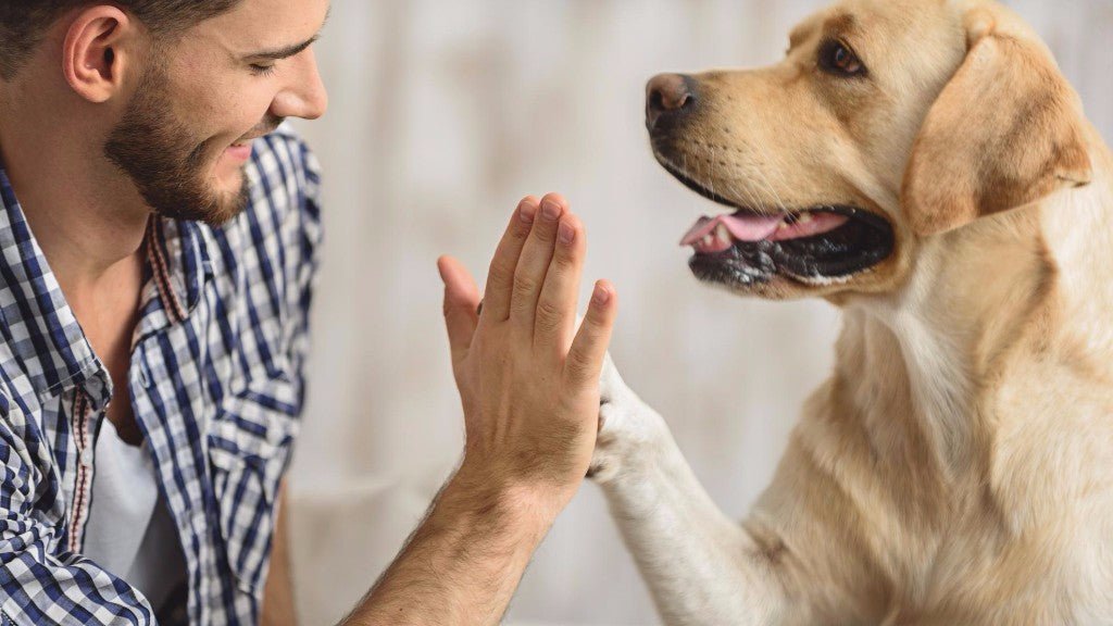 Valérie applique le baume réparateur sur les coussinets d'un chien