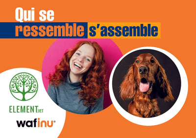 Qui se ressemble, s’assemble