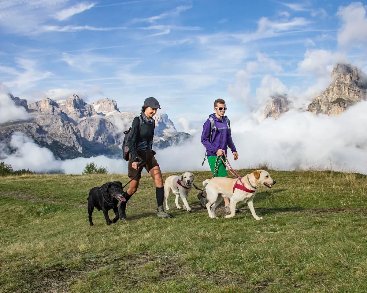 VACANCES À LA MONTAGNE AVEC SON CHIEN