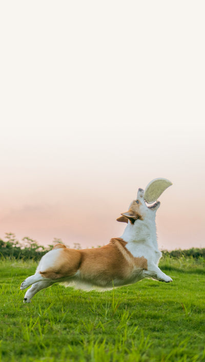 Forfait relivraison colis non réclammé