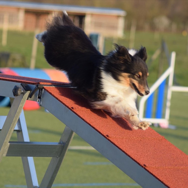 On découvre l'Agility !