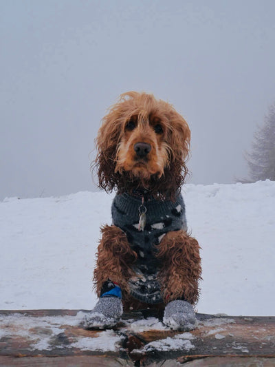 OhOh l'hiver est bien là !