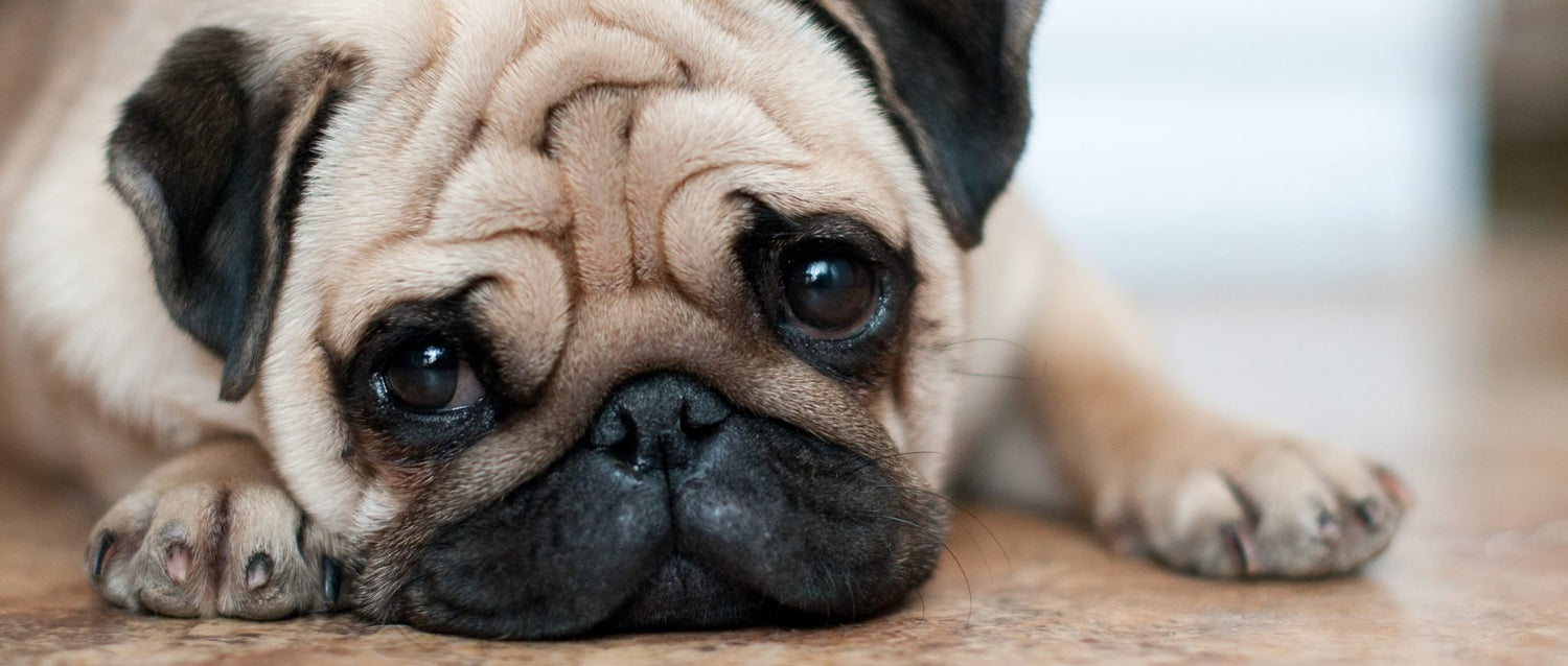 Surmonter l’abandon de son chien !
