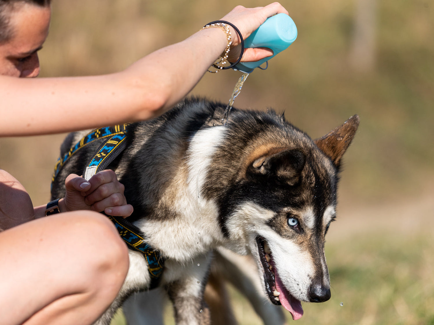 Chaleurs estivales : comment protéger son chien de la chaleur et éviter le coup de chaleur ?