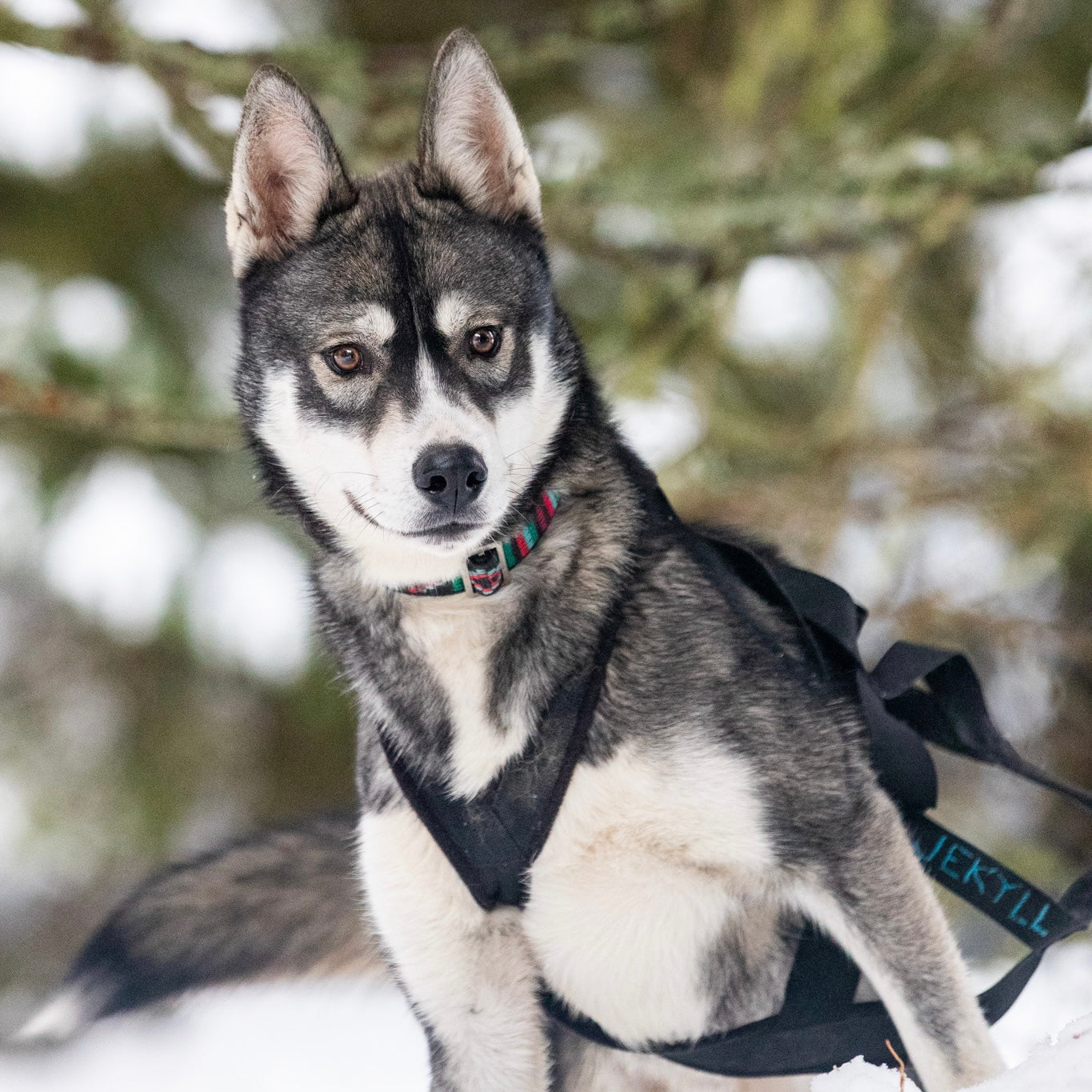 Pourquoi le mushing nous captive-t-il encore aujourd’hui ?