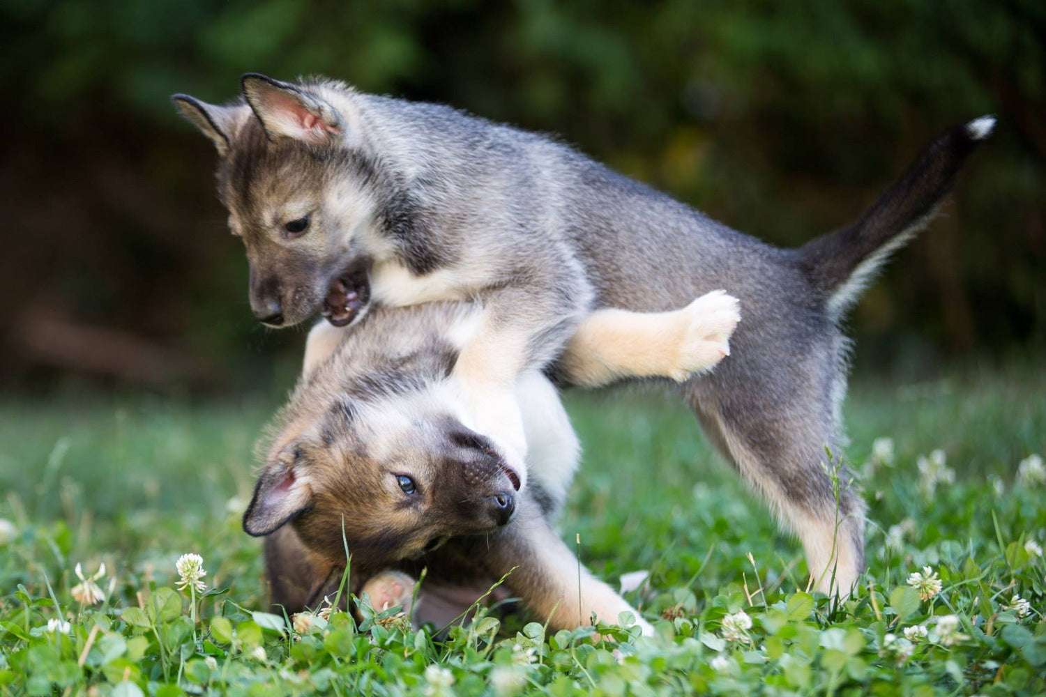 Choisir de soigner ses animaux au naturel