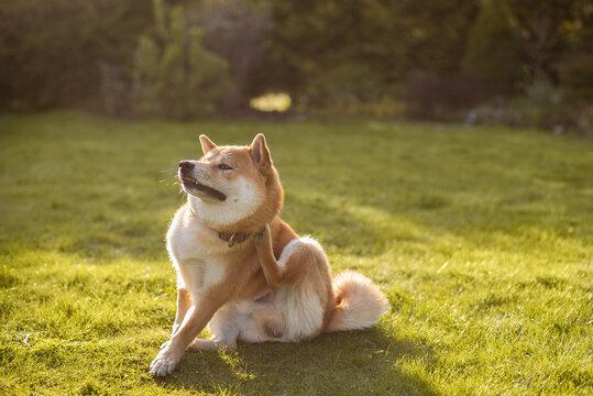 Pourquoi mon chien se gratte aussi souvent ?