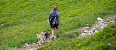 Pourquoi la marche est essentielle pour prévenir l'arthrose chez le chien