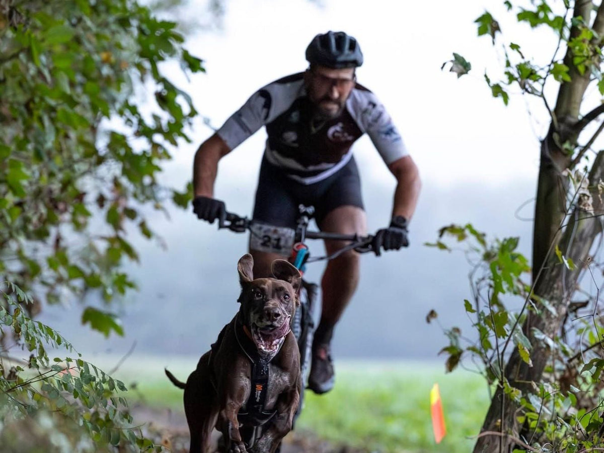 Chien en harnais courant devant un vélo tout-terrain en bikejoring, en forêt