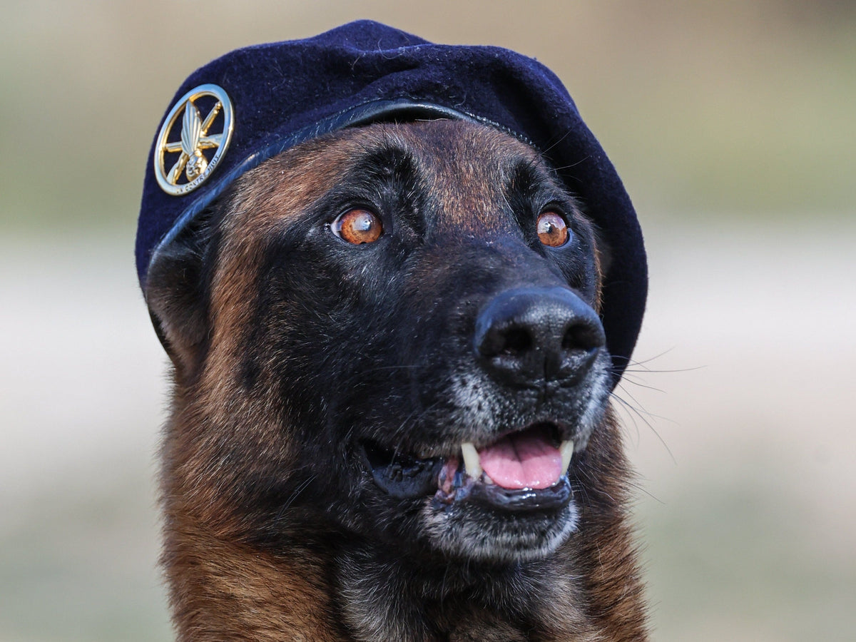 Chien militaire malinois portant le béret de l'armée de Terre