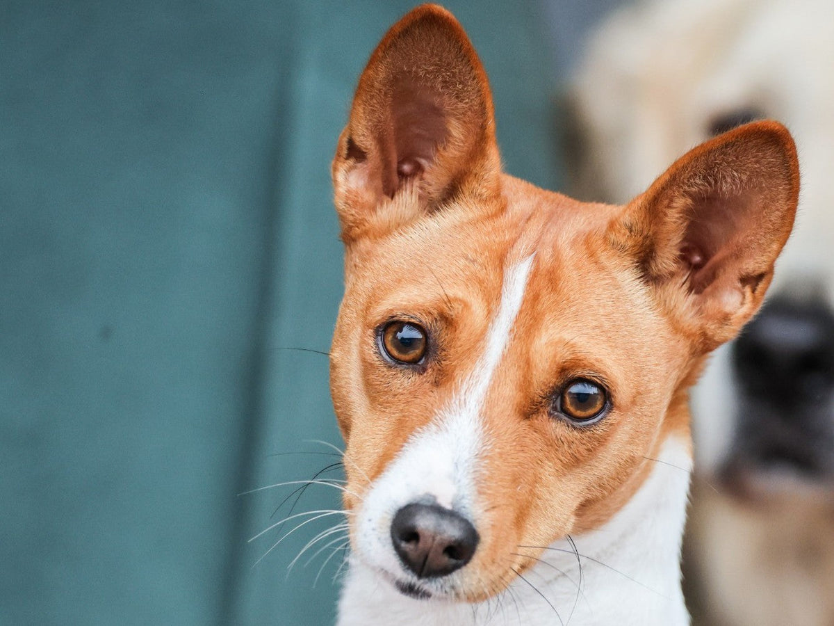 Chien au regard vif et attentif