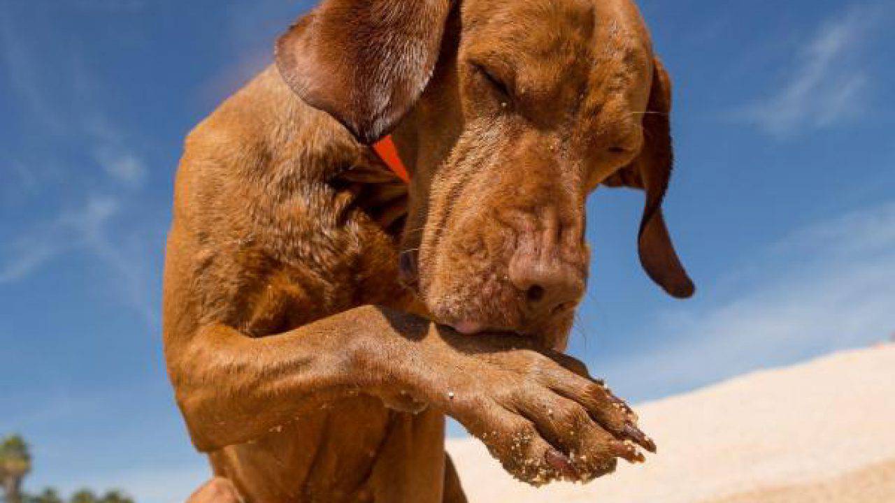 Pourquoi votre chien se lèche-t-il les pattes ?