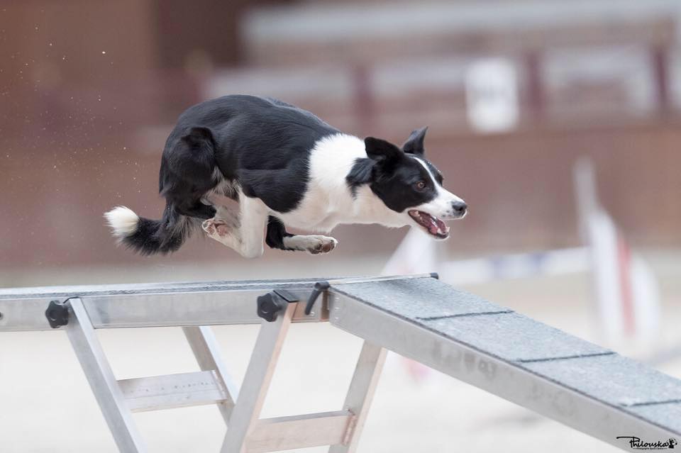 Découvrons l’agility !