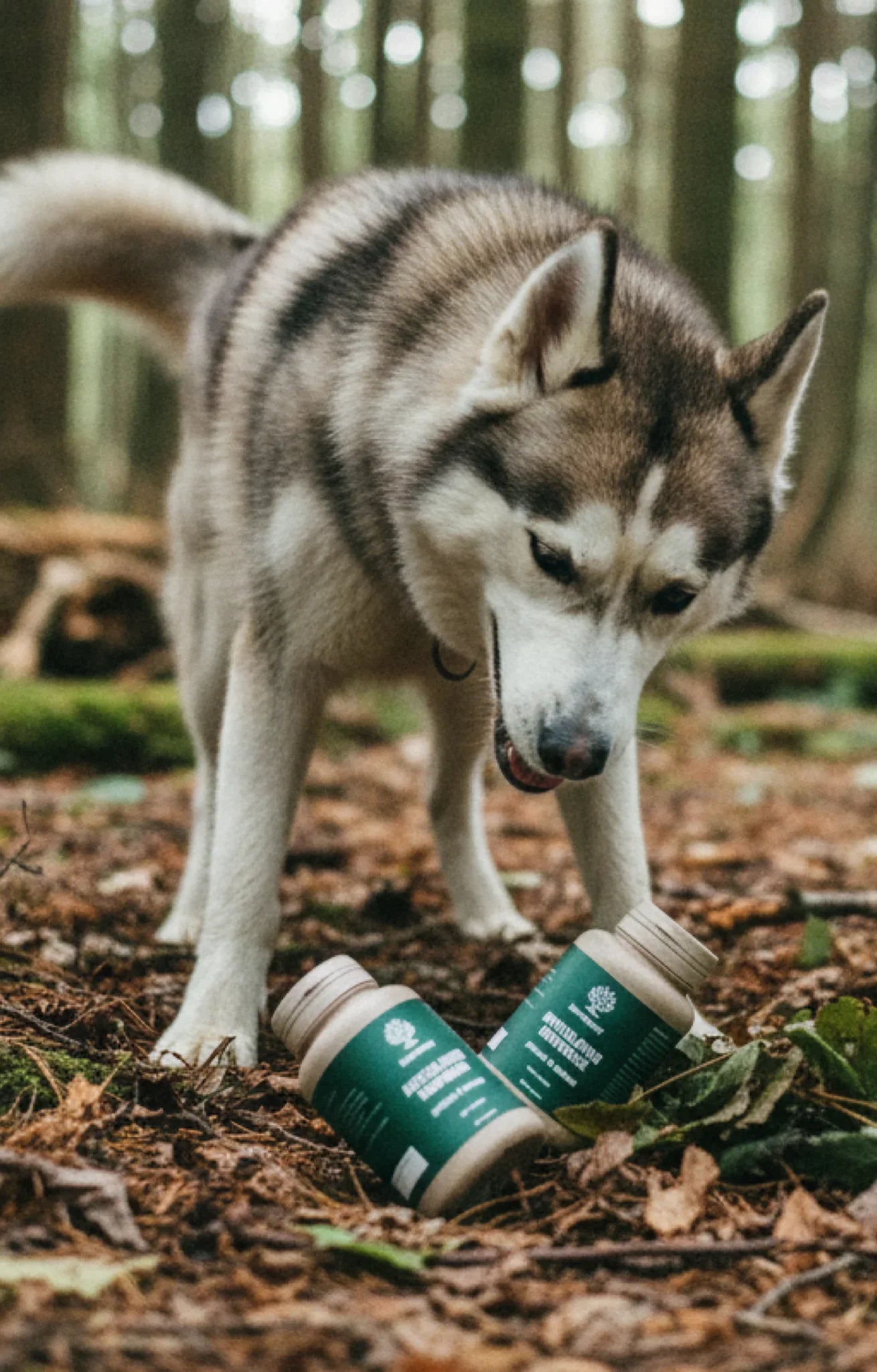 Phytothérapie animale : pourquoi la prévention reste la clé du bien-être de nos chiens et chats