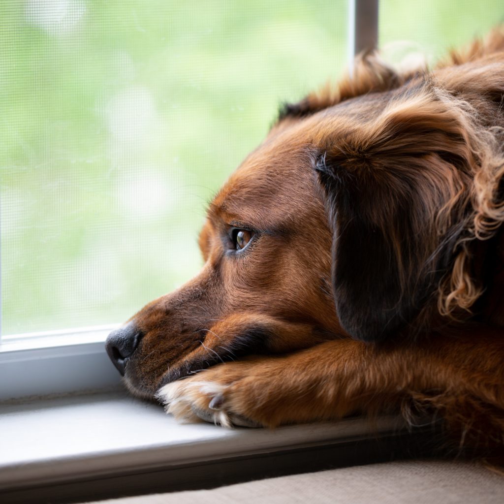 Chien stressé à la rentrée : conseils après les vacances