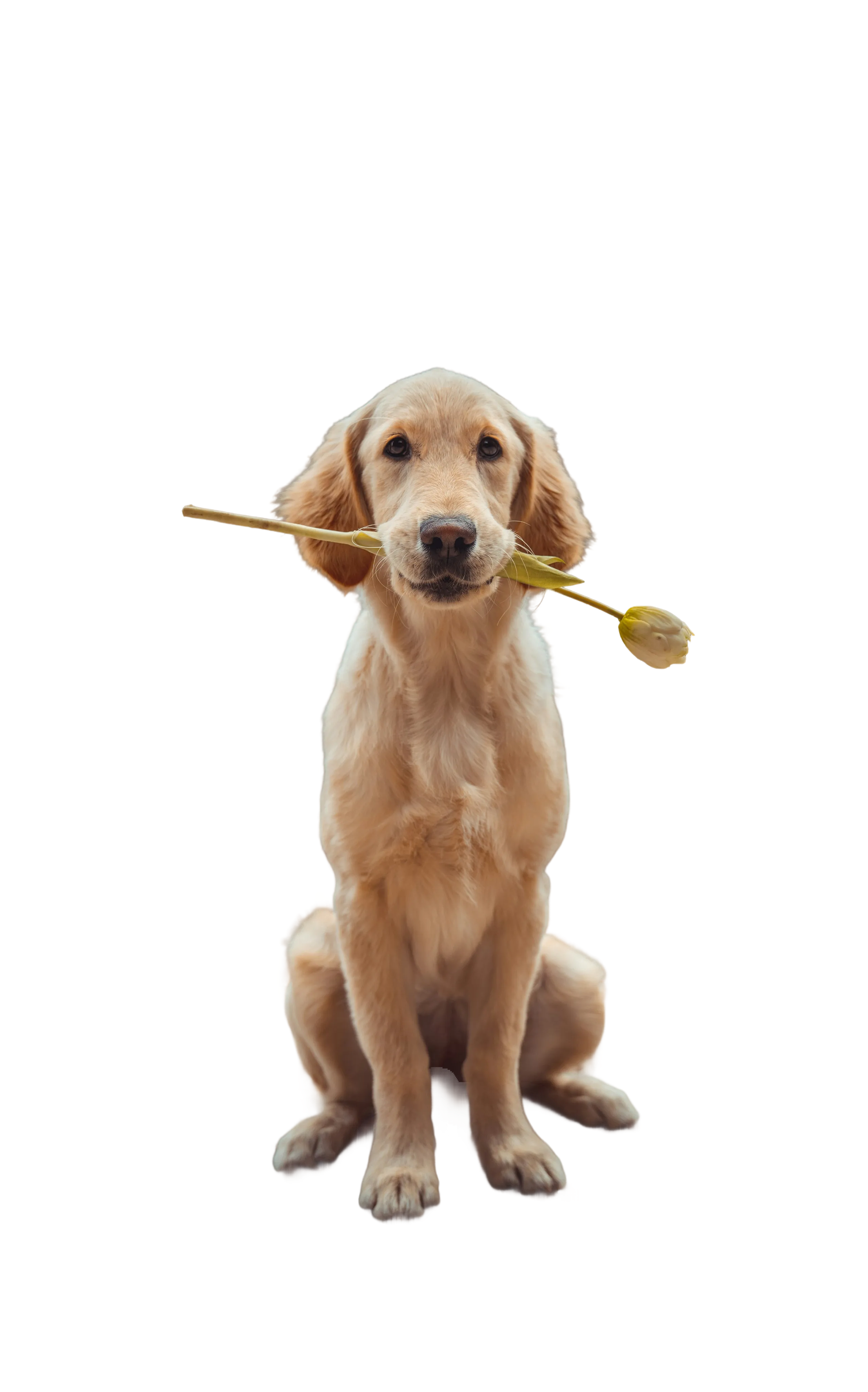 Peut-on commencer les cures pour un chiot ?