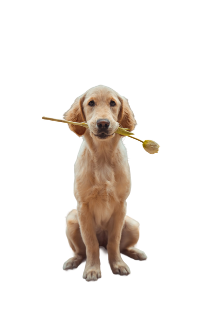 Peut-on commencer les cures pour un chiot ?