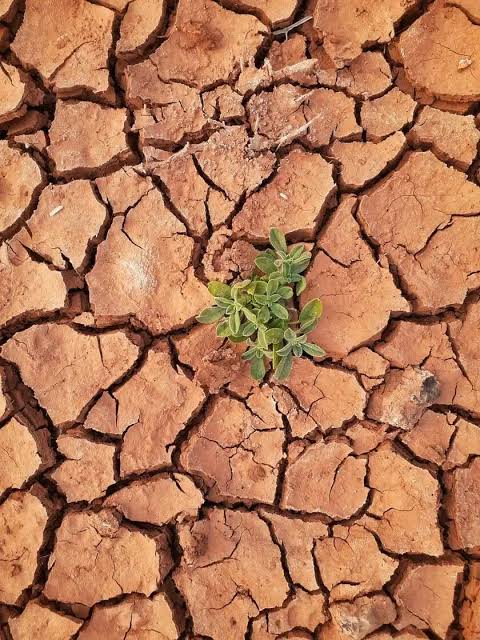 Été 2026 : le changement climatique, nos chiens et nous