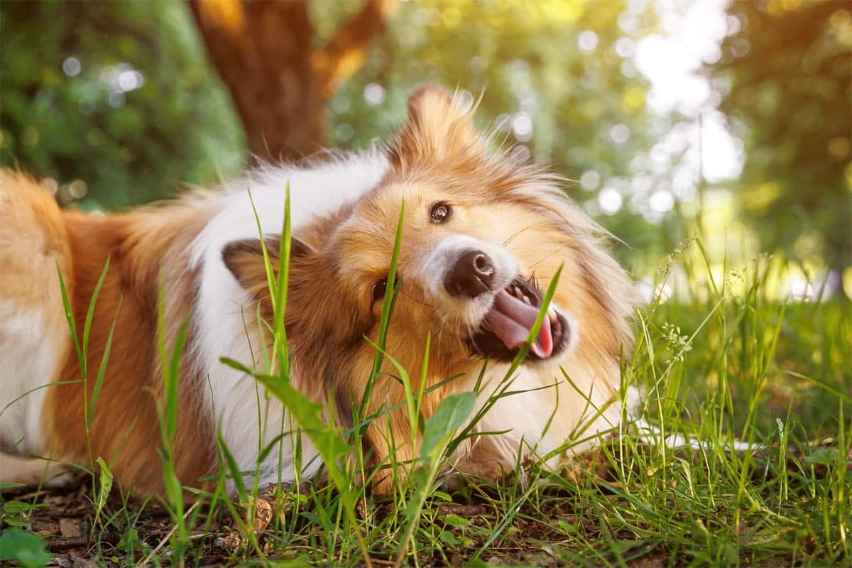 Vermifuger au naturel ? Comment prendre soin de l’équilibre intestinal de son chien ?