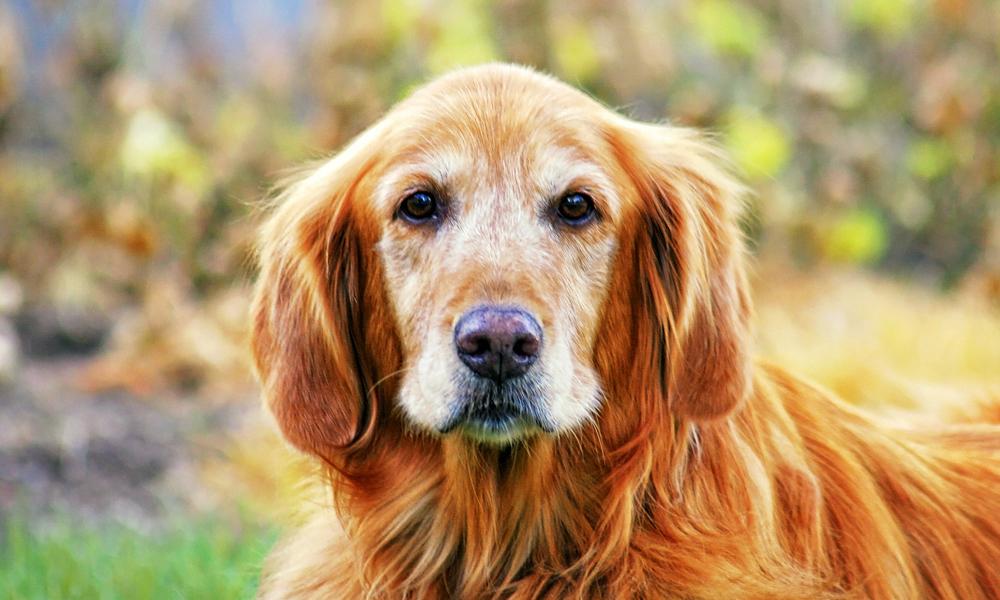 Produits de soins pour votre animal
