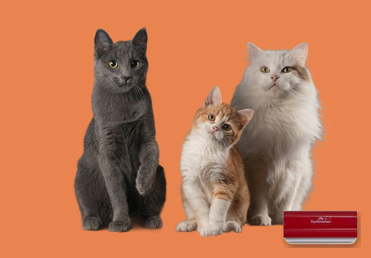 Trois chats et la brosse EasyGroomer 13 cm